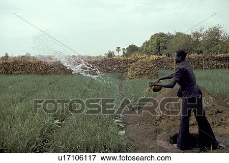 Stock Photo - person, watering, mali, 3096, people. Fotosearch