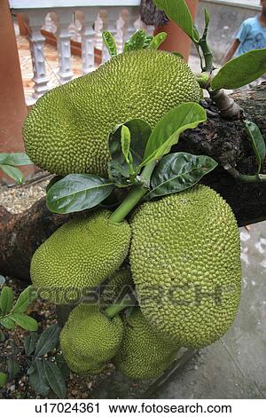phuxuyen, nature, jackfruit, vietnam, texture, pattern View Large Photo Image Stock Image - phuxuyen, nature, jackfruit, vietnam, texture, pattern. Fotosearch