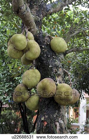 Stock Image - phuxuyen, nature, jackfruit, vietnam, texture, pattern. Fotosearch