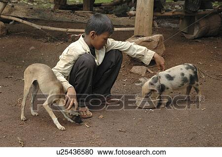 Stock Image - pig, people, boy, cambodia, person, dog. Fotosearch