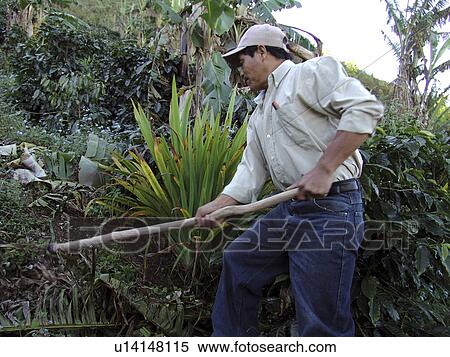 Stock Photography - plant, person, puting, farmer, honduras, people. Fotosearch