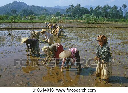 Stock Image - planting, indonesia, females, women, farmers, 3677. Fotosearch