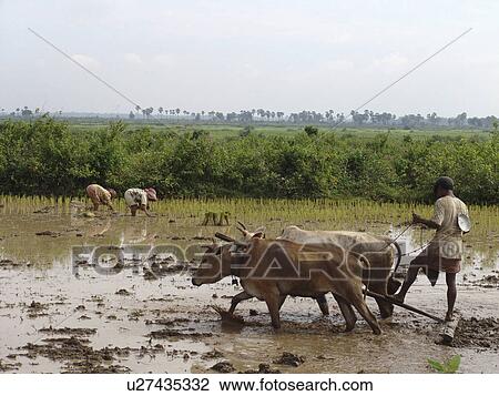 ploughing, people, farmer, cambodia, person, background View Large Photo Image Stock Image - ploughing, people, farmer, cambodia, person, background. Fotosearch