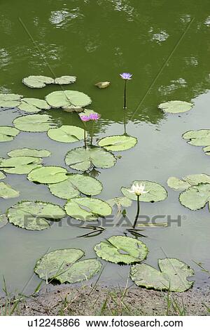 Stock Photograph - pond, nature, blossoms, lotus, thailand, pattern. Fotosearch