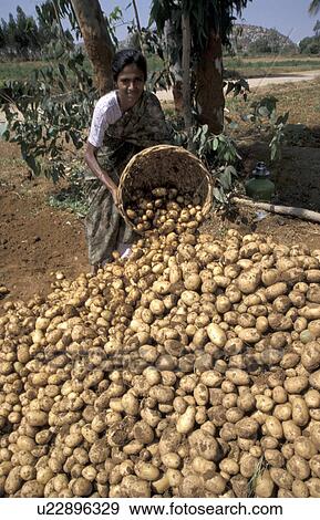 Stock Photo - potatoes, person, harvesting, kallavathi, india, people. Fotosearch