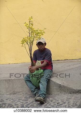 potted, person, holding, boy, guatemala, people View Large Photo Image Stock Image - potted, person, holding, boy, guatemala, people. Fotosearch