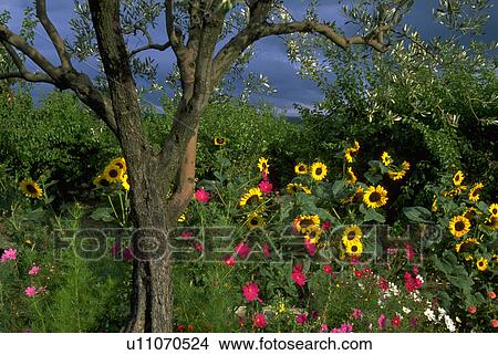 provence, sunflowers, wildflowers, bushes, trees, nature View Large Photo Image Picture - provence, sunflowers, wildflowers, bushes, trees, nature. Fotosearch