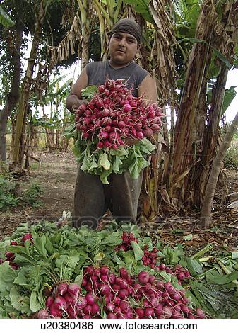 Stock Photograph - raddishes, person, harvest, farmer, nicaragua, people. Fotosearch
