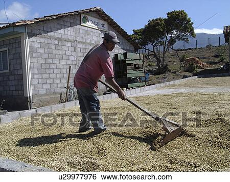raking, coffee, honduras, sun, person, people View Large Photo Image Stock Photograph - raking, coffee, honduras, sun, person, people. Fotosearch