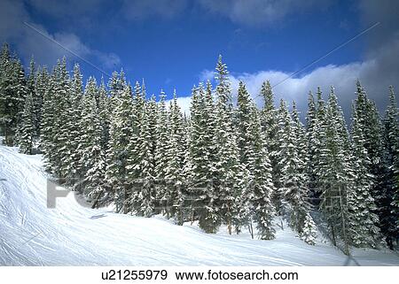 Stock Photo - resort, sun, ski, jasper, beauty, winter. Fotosearch