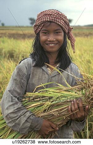 rice, girl, harvesting, cambodia, person, people View Large Photo Image Stock Photo - rice, girl, harvesting, cambodia, person, people. Fotosearch
