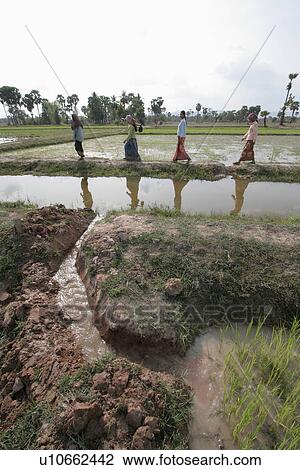 rice, people, irrigating, cambodia, person, water View Large Photo Image Stock Image - rice, people, irrigating, cambodia, person, water. Fotosearch