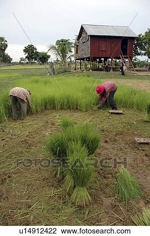 rice, person, collecting, farmers, cambodia, people View Large Photo Image Stock Image - rice, person, collecting, farmers, cambodia, people. Fotosearch