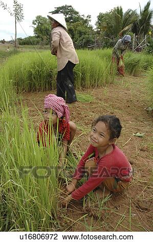 Stock Image - rice, person, getting, farmers, cambodia, people. Fotosearch