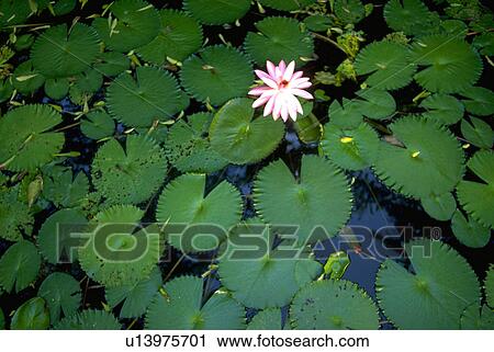 rico, water, puerto, juan, san, flower View Large Photo Image Stock Image - rico, water, puerto, juan, san, flower. Fotosearch