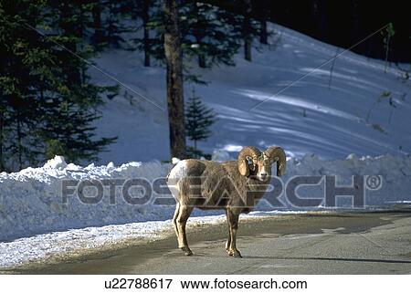 rockies, winter, canadian, road, ram, car View Large Photo Image Stock Photo - rockies, winter, canadian, road, ram, car. Fotosearch