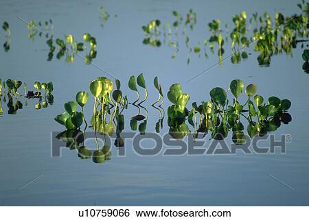 scattered, pattern, leaves, texture, nature, water View Large Photo Image Stock Photograph - scattered, pattern, leaves, texture, nature, water. Fotosearch