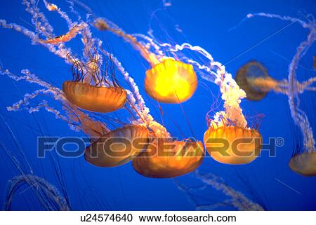 sea, nature, deep, beauty, texture, pattern View Large Photo Image Stock Image - sea, nature, deep, beauty, texture, pattern. Fotosearch