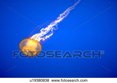 Stock Photo - sea, nature, deep, beauty, texture, pattern. Fotosearch