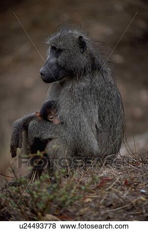 serengeti, papio, kenya, samburu, cynocephalus, baboon View Large Photo Image Stock Photo - serengeti, papio, kenya, samburu, cynocephalus, baboon. Fotosearch