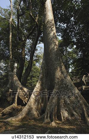 Stock Image - showing, people, scene, cambodia, person, tree. Fotosearch