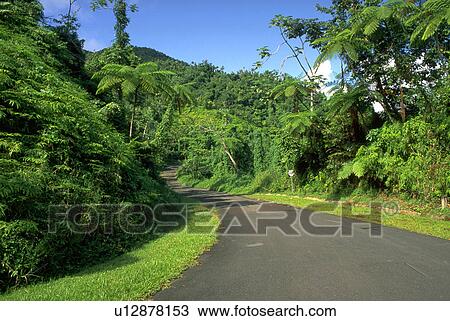 street, forest, trees, rico, puerto, rain View Large Photo Image Stock Image - street, forest, trees, rico, puerto, rain. Fotosearch