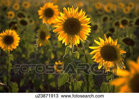 sunflowers, closeup, twilight, golden, flowers View Large Photo Image Stock Image - sunflowers, closeup, twilight, golden, flowers. Fotosearch