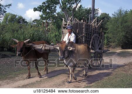 Picture - svay, person, cart, bullock, cambodia, people. Fotosearch