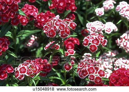 Stock Photo - sweet, blossoms, white, red, flowerbed, flora. Fotosearch