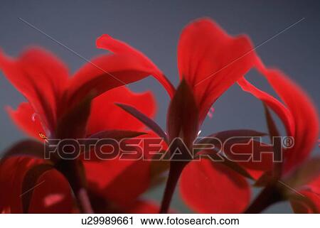 swiss, flowers, red, bright, blossoms, flora View Large Photo Image Stock Image - swiss, flowers, red, bright, blossoms, flora. Fotosearch