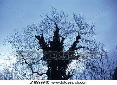 Stock Image - tendrils, missletoe, sky, blue, against, tree. Fotosearch