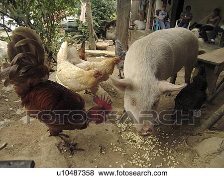 together, pig, corn, eating, chickens, honduras View Large Photo Image Stock Photo - together, pig, corn, eating, chickens, honduras. Fotosearch