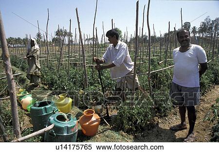 Stock Photography - tomatoe, person, right, somashekar, india, people. Fotosearch