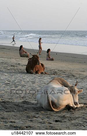Stock Photo - tourists, people, cows, india, person, beach. Fotosearch