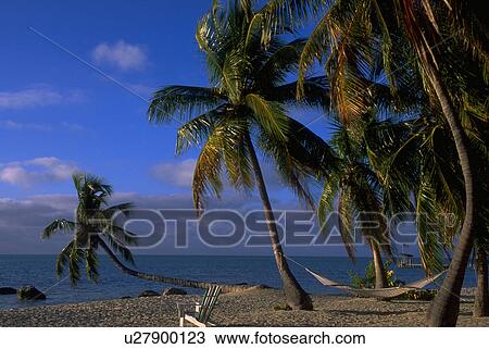 tree, famous, palm, coconut, leaning, flora View Large Photo Image Stock Image - tree, famous, palm, coconut, leaning, flora. Fotosearch