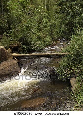 Stock Photograph - union, person, stream, pristine, honduras, people. Fotosearch