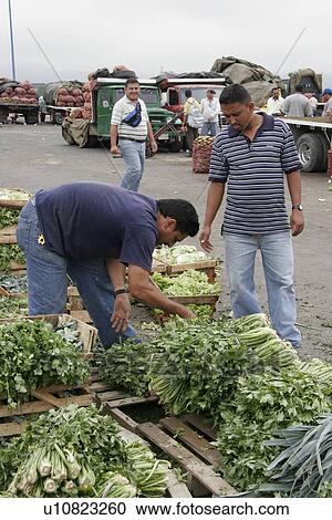 vegetable, people, wholesale, venezuela, person, food View Large Photo Image Stock Image - vegetable, people, wholesale, venezuela, person, food. Fotosearch