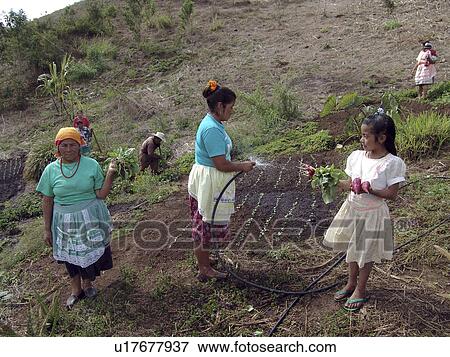 Stock Photo - vegetable, person, communal, watering, honduras, people. Fotosearch
