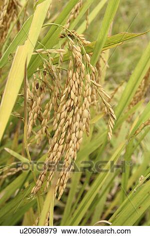 Stock Photo - vietnam, pattern, texture, person, nature, people. Fotosearch