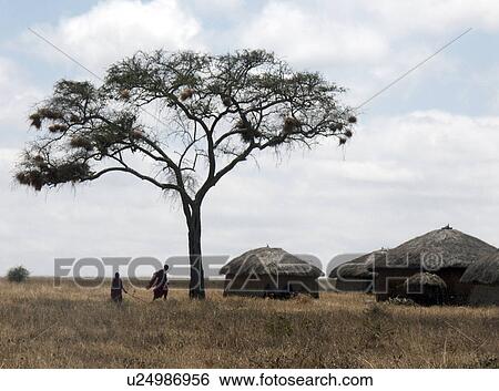 village, person, moita, masai, tanzania, people View Large Photo Image Stock Photograph - village, person, moita, masai, tanzania, people. Fotosearch