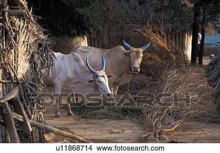 Picture - village, person, nadubadum, cattle, india, people. Fotosearch