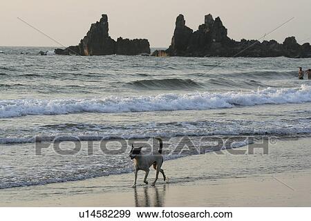 walking, dog, india, person, people, beach View Large Photo Image Stock Photo - walking, dog, india, person, people, beach. Fotosearch