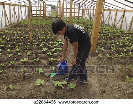 watering, person, boy, mongolia, children, people View Large Photo Image Stock Photograph - watering, person, boy, mongolia, children, people. Fotosearch