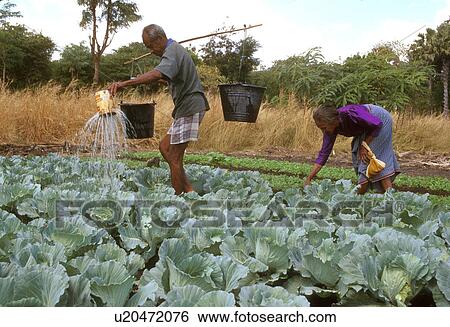 Stock Photograph - watering, person, indonesia, farmers, 4216, people. Fotosearch