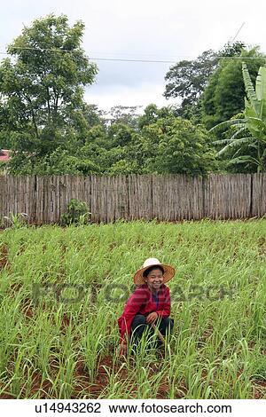 Stock Image - weeding, people, female, thailand, person, woman. Fotosearch