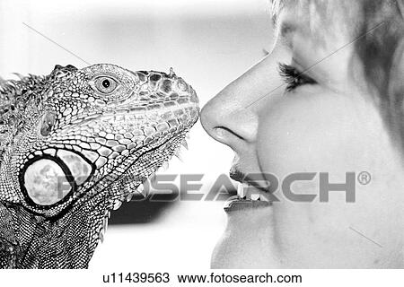 Stock Image - white, iguanas, green, animals, black. Fotosearch