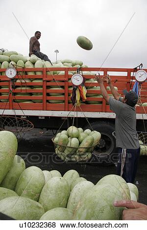 wholesale, people, venezuela, person, fruit, food View Large Photo Image Stock Photo - wholesale, people, venezuela, person, fruit, food. Fotosearch