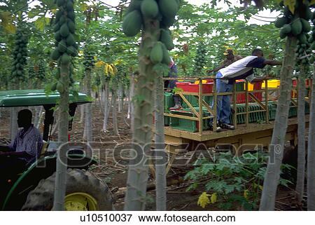 worker, group, jamaica, harvesting, pickers, fruit View Large Photo Image Stock Photo - worker, group, jamaica, harvesting, pickers, fruit. Fotosearch
