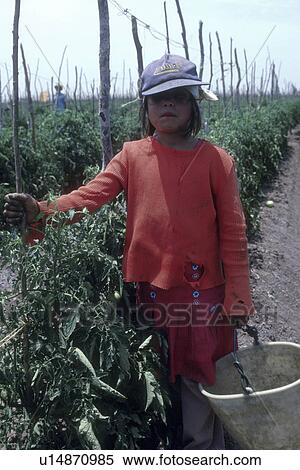 Stock Photography - working, child, laborer, 4150, person, people. Fotosearch