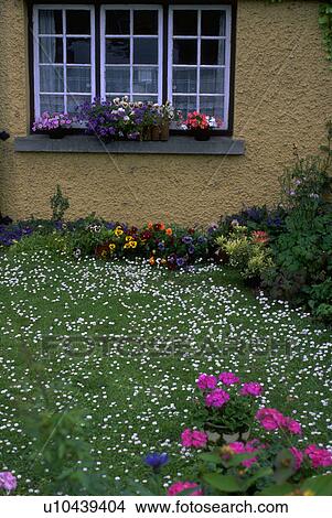 yellow, flower, front, garden, filled, colorful View Large Photo Image Picture - yellow, flower, front, garden, filled, colorful. Fotosearch